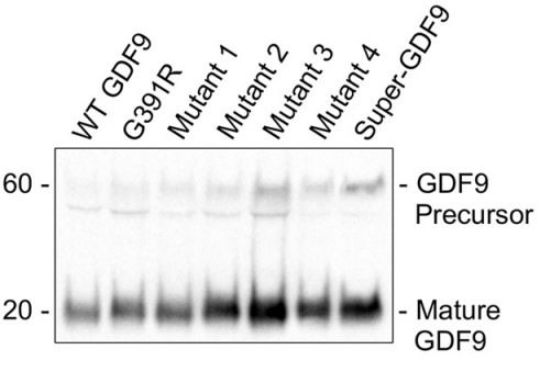 BMP15 residues were substituted into GDF9 using in vitro site-directed mutagenesis.jpg